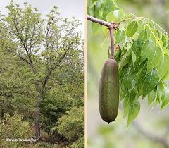 Image result for Entandrophragma caudatum