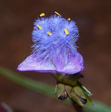 Image result for Cyanotis