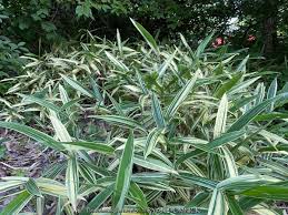 Image result for Pleioblastus fortunei