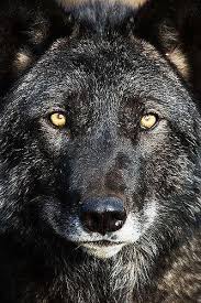 Nadir Civelek Adli Kullanicinin Wolf Panosundaki Pin 2020 Goruntuler Ile Kurt Hayvanlar Resim
