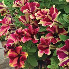Huge selection of 30 upright petunias, and 41 supertunia petunias are vigorous with slightly mounded habits that function as both fillers and spillers. Petunia Peppy Cerise Annual Bedding Plants Van Meuwen Petunia Flower Petunia Plant Petunias