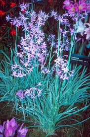 Image result for Tulbaghia alliacea