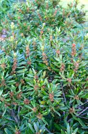 Image result for Myrica salicifolia