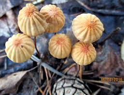 Image result for Marasmius sp.
