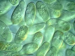 El Banquete De Colpidium By Proyecto Agua Love This Image You Can See The Organelles Inside Them Protists Things Under A Microscope Single Celled Organisms