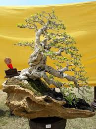 Jual Bibit Bonsai Pacar Laut Di Lapak Wijaya Kusuma Bonsai Bukalapak