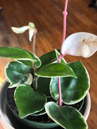 American plant exchange rhaphidophora tetrasperma aka mini monstera/ginny live plant, 6 pot, easy care indoor air purifier 3.2 out of 5 stars 35 $32.99 $ 32. Hoya Krimson Queen Keeps Shedding White Leaves More Info In The Comments Hoyas