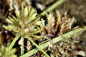 Image result for Cyperus squarrosus