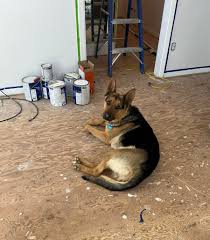 Does this guy look like a trouble maker? He is Maggie Mae's brother and he  is the most chill dog. The first two years of Major's life has not been  great, the