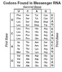 Comags answer evolution mutation and selection gizmo quiz answer key 14 1 human chromosomes answers my pdf collection 2021 genotypes and phenotypes worksheet answers worksheet list table of genetic. Chp 8 7 Mutations Study Guide Set Flashcards Quizlet