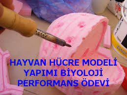Hayvan Hucre Modeli Yapimi Biyoloji Performans Odevi