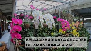 Inilah inspirasi gambar taman minimalis yang dapat mempercantik rumah anda. Detail Gambar Net Jabar Belajar Budidaya Anggrek Di Taman Bunga Rizal Yout