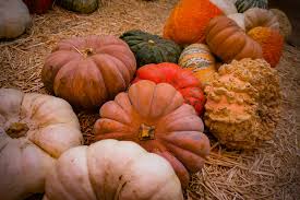 Check spelling or type a new query. Best Pumpkin Patches In Los Angeles For Halloween Fun