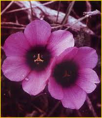 Image result for Moraea carsonii