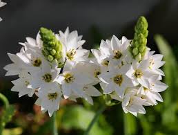 Image result for Ornithogalum seineri