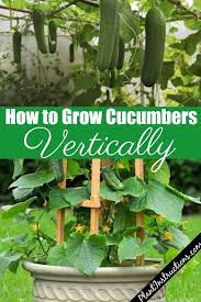 How To Grow Cucumbers Vertically Container Gardening Vegetables Growing Cucumbers Vertically Growing Cucumbers