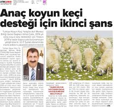 2019 Anac Koyun Keci Desteginde Yetistiricilere Bir Sans Daha