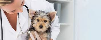 In a new canadian study, researchers found that the virus can travel on respiratory droplets up 26 feet in just a few seconds after someone cough, sneezes, or sings. Home Abc Petmeds