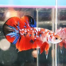 Ikan cupang koi merupakan ikan yang sangat eksotis untuk anda miliki dari bentuknya saja sudah sangat menakjubkan. Perbedaan Ikan Cupang Red Koi Red Koi Galaxy Dan Red Koi Multicolour