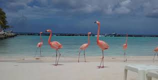 Per poter accedere alla spiaggia, tuttavia, è necessario affrettarsi: Aruba One Happy Island Viaggi Manuzzi