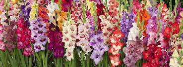 Planting and care, cleaning and storage. How To Plant Grow Care For Gladiolus Breck S