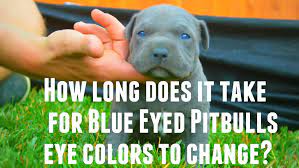 Humans rely heavily on sight, so of. Do Pitbull Puppies With Blue Eyes Really Exist