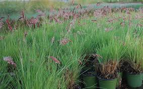 Image result for Melinis nerviglumis