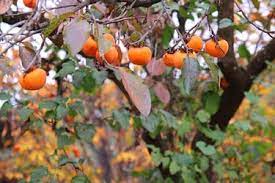 Grafted trees bear fruit quicker, so when you're out shopping for a persimmon, that's something to consider. Persimmon Trees Buying Growing Guide Trees Com