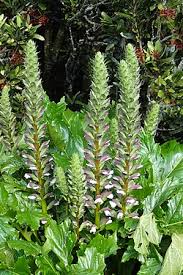 Image result for Acanthus mayaccanus