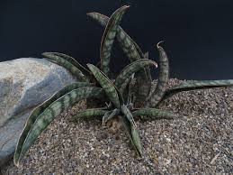 Image result for Sansevieria scimitariformis