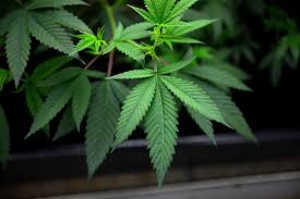 Maybe you would like to learn more about one of these? Oak Lawn Public Hearing On Cannabis Laws Draws Small Crowd Board To Vote On Sales Ban Next Week Chicago Tribune