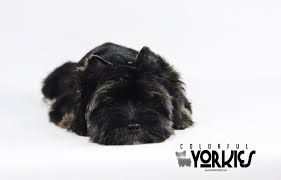 Black And Brown Yorkie Puppy Dark Black Rare Traditional Akc Yorkie Available At Www Colorfulyorkies Com Yorkie Puppy Yorkie Akc