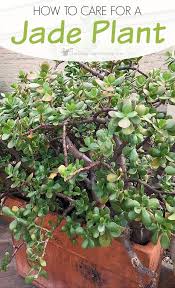 Jade Plant Care Tips How To Grow Take Care Of A Jade Succulent Jade Plant Care Jade Plants Plant Care