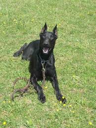 They are of super quality and will serve excellently as working dogs, family pets. Pin By Brook On Doberman Pinscher Black Doberman Doberman Pinscher Dog Doberman