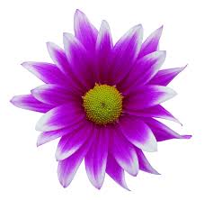 Familiar wild flowers watercolour flowers, white blooming flowers and green leaves. Purple Flower Png Transparent Background Free Download 17940 Freeiconspng