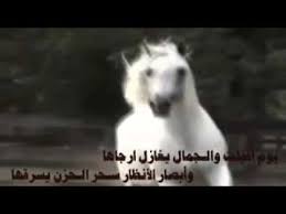 شعر عن الخيل قصائد روعة عن الخيول بنات كول