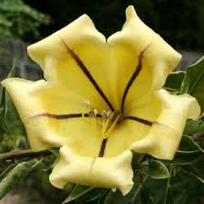 Image result for Solandra