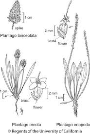 Image result for Plantago
