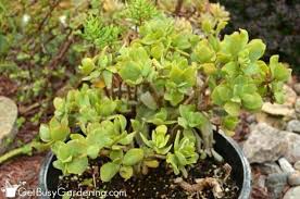 In many cases, there is no need to worry, while in others, you might need to worry. Jade Plant Care Tips How To Grow Take Care Of A Jade Succulent
