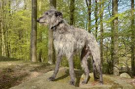 Additionally, scottish deerhounds are rather sensitive souls who may become destructive if kept alone. Scottish Deerhound Dog Breed Information