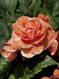As with other types of bulbs, a begonia tuber is filled with stored food energy that the young plant will use to fuel its growth. Buy Begonia Bulbs Double Begonia Orange From The Award Winning Harts Nursery