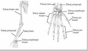 Struktur Dan Fungsi Tulang Otot Dan Sendi Berbagi Struktur