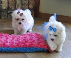 Welcome to the best resource for quality puppies for sale. Adorable Maltese Puppies For Free Adoption Kansas City Maltese Puppy Teacup Puppies Maltese Maltese Puppies For Sale