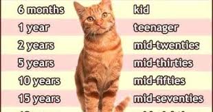 Top 1 Of Cat Years Chart The Truth About It