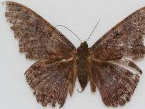 Coffee machine la marzocco rentcafe resident portal. Mariposa Cafe Grande Cafe