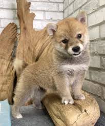 If you are unable to find your shiba inu puppy in our puppy for sale or dog for sale sections, please consider looking thru thousands of shiba inu dogs for adoption. Shiba Inu Puppies For Sale In San Jose Ca Puppyfor Me