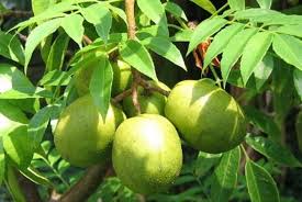 Image result for Spondias