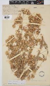 Image result for Dicoma capensis