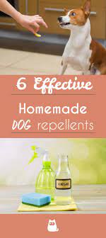 Maybe you would like to learn more about one of these? 6 Natural Dog Repellents Homemade Safe For Dogs Dog Spray Dog Repellent Spray Natural Dog