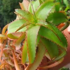 Image result for Aloe aculeata × globuligemma